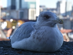 Larus argentatus