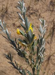 Chamaecytisus borysthenicus