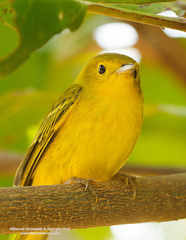 Setophaga petechia