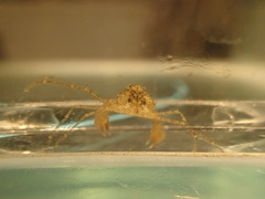 Neorhynchoplax euryrostris