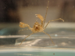 Neorhynchoplax euryrostris