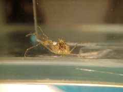 Neorhynchoplax euryrostris