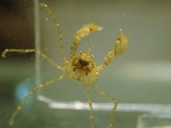 Neorhynchoplax euryrostris