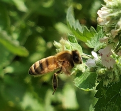Apis mellifera