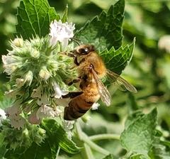 Apis mellifera