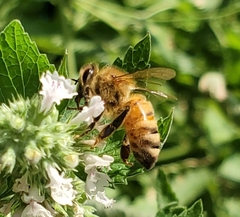 Apis mellifera