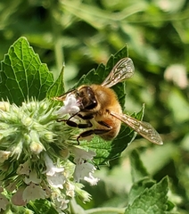 Apis mellifera