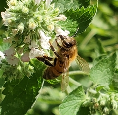 Apis mellifera