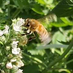 Apis mellifera