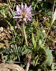 Astragalus glaux