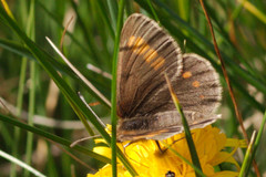 Erebia pharte