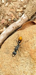 Myrmecia mandibularis