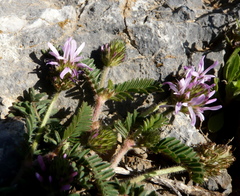 Astragalus glaux