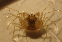 Neorhynchoplax euryrostris