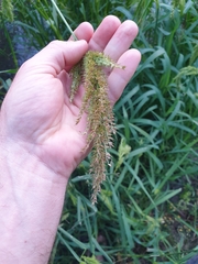 Echinochloa crus-pavonis