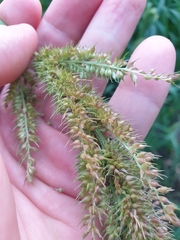 Echinochloa crus-pavonis