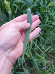 Echinochloa crus-pavonis