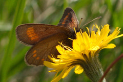 Erebia pharte