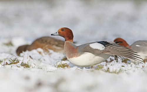Foto de Eurasian Wigeon