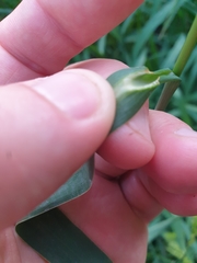 Echinochloa crus-pavonis