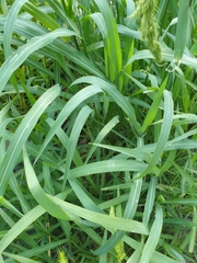 Echinochloa crus-pavonis