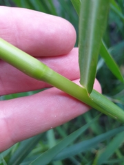 Echinochloa crus-pavonis