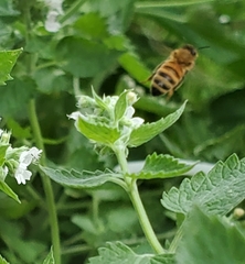 Apis mellifera