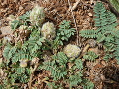 Astragalus glaux