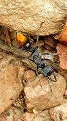 Myrmecia mandibularis