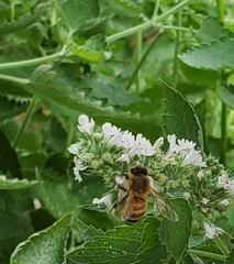 Apis mellifera