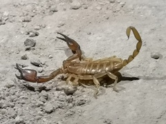 Euscorpius tauricus