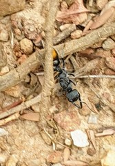 Myrmecia mandibularis
