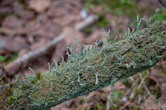Cladonia cenotea