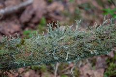 Cladonia cenotea