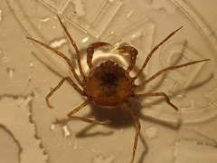 Neorhynchoplax euryrostris