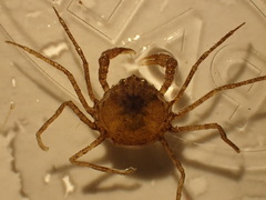 Neorhynchoplax euryrostris