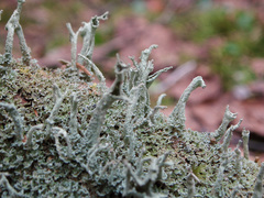 Cladonia cenotea
