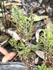 Dysphania glomulifera