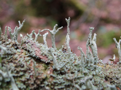 Cladonia cenotea