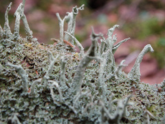 Cladonia cenotea