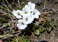 Veronica spathulata