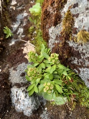 Abrotanella rostrata