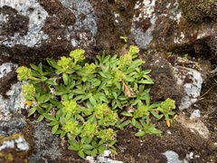 Abrotanella rostrata