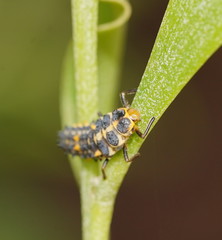 Cleobora mellyi