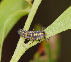 Cleobora mellyi