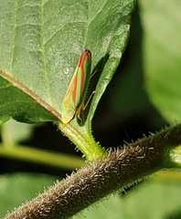 Graphocephala coccinea