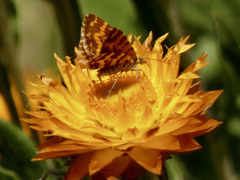 Chrysolarentia chrysocyma