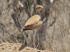 Cursorius somalensis