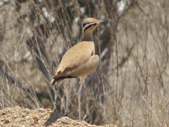 Cursorius somalensis