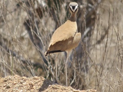 Cursorius somalensis